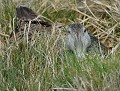 Dans les hautes herbes, en période de nidification, la femelle Eider à duvet passe inaperçue..(Somateria mollissima) Eider à duvet femelle 