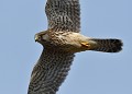 Faucon crécerelle femelle (Falco tinnunculus) Faucon crécerelle femelle en vol 