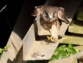 Au pas de course...: Faucon crécerelle juvénile  (Falco tinnunculus) Au pas de course, Faucon crécerelle juvénile 