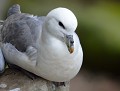 Fulmar boréal (Fulmarus glacialis) Fulmar boréal en bretagne 