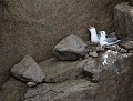 Couple de Fulmars boréaux (Fulmarus glacialis) Fulmars boréaux en Bretagne 