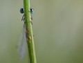 Agrion à larges pattes ou élégant Agrion à larges pattes 