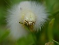 Chenille du Bombyx pudibond (Calliteara pudibunda) Chenille du Bombyx pudibond 