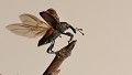Charançon du pin (Hylobius pales) Charançon du pin en vol 