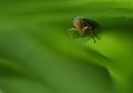 Cicadelle verte (Cicadella viridis) Cicadelle verte 