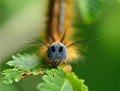 Livrée des arbres (Malacosoma neustria) Livrée des arbres 