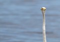 Grande Aigrette (Egretta alba, Gironde, France) Portrait d'une grande aigrette 