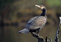 Grand Cormoran (Phalacrocorax carbo) Grand Cormoran 