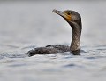 Grand Cormoran (Phalacrocorax carbo) Grand Cormoran 