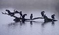 Dortoir à Grands Cormorans (Phalacrocorax carbo) Dortoir à Grands Cormorans 