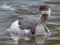 Grèbe à cou noir (Podiceps nigricollis) Grèbe à cou noir 