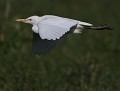Héron garde-boeufs (Bubulcus ibis) vol plané Hérons garde-boeufs 