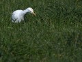 Héron garde-boeufs (Bubulcus ibis) Héron garde-boeufs 