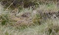 Nidifuges, les petits du Lagopède d’Écosse (Lagopus lagopus scotica)  passent quasiment inaperçus dans leur environnement. petit lagopède d’Écosse, oisillon de lagopède 