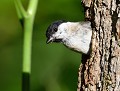 Mésange nonnette (Poecile palustris) nid de Mésange nonnette 