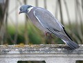 Parade amoureuse du Pigeon ramier (Columba palumbus) Parade amoureuse du Pigeon ramier ( 