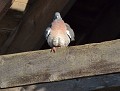 Pokemon Roucoule : Pigeon ramier (Columba palumbus) Pokemon, pigeon ramier 