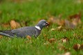 Pigeon ramier (Columba palumbus) alimentation Pigeon ramier 