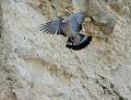 Pigeon ramier (Columba palumbus) Pigeon ramier en vol 