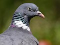 Pigeon ramier (Columba palumbus) portrait du Pigeon ramier 