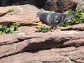 l'espérance de vie du Pigeon biset (Columba livia) à l'état sauvage est de 6 années. Pigeon biset (Columba livia) 