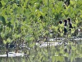 Les 3 grâces...: toutes jeunes Gallinules poules-d'eau (Gallinula chloropus) petite Gallinule poule-d'eau 