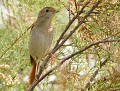 Rossignol philomèle (Luscinia megarhynchos) Rossignol philomèle 