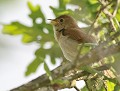 Rossignol philomèle (Luscinia megarhynchos) chant du Rossignol philomèle 