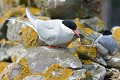 Sterne arctique (Sterna paradisaea) Sterne arctique 