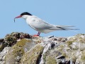 Sterne arctique (Sterna paradisaea, Ecosse) Sterne arctique 