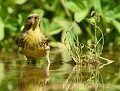 Serin cini (Serinus serinus) Serin cini au bain 