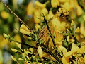Bruant jaune (Emberiza citrinella) Bruant jaune 