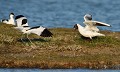 L'Avocette élégante  (Recurvirostra avosetta) ne recule devant rien pour défendre son territoire de nidification. Ici elle fait face à une Mouette rieuse  (Chroicocephalus ridibundus) Avocette élégante contre mouette rieuse 