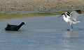 Foulque macroule (Fulica atra) et Avocette élégante (Recurvirostra avosetta). L'Avocette a très rapidement mis en fuite le Foulque...qui pourtant n'est pas un tendre. Foulque macroule et Avocette élégante 