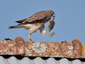 Non je ne partagerai pas ! Faucon crécerelle juvénile (Falco tinnunculus) Faucon crécerelle juvénile et sa proie 
