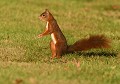 Écureuil roux (Sciurus vulgaris) Écureuil roux 
