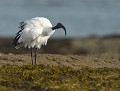 Ibis sacré mâle (Threskiornis aethiopicus) Ibis sacré mâle 