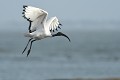 Ibis sacré mâle (Threskiornis aethiopicus) Ibis sacré mâle en vol 