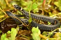 Toute jeune Couleuvre à collier de 10 cm (natrix natrix, Côtes d'Armor, France). Couleuvre à collier, natrix natrix, squamate, squamata, serpent, serpent inoffensif, prédateur, piscivore 