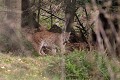 Lynx boréal (Lynx lynx). On estime (en 2023) sa population européenne à 9 500 individus dont 50 vivent dans les forêts frontalières en Bavière (données WWF). Ce spécimen (captif dans un enclos vallonné de 5 hectares) a été photographié en Bavière. Lynx boréal 