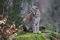 Lynx boréal (Lynx lynx). On estime (en 2023) sa population européenne à 9 500 individus dont 50 vivent dans les forêts frontalières en Bavière (données WWF). Ce spécimen (captif ou en semi-liberté...dans un enclos vallonné de 5 hectares) a été photographié en Bavière.  