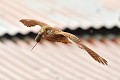 Faucon crecerelle femelle (Falco tinnunculus) en vol tenant un mulot sylvestre (Apodemus sylvaticus) dans son bec. Faucon crécerelle en vol et sa proie 