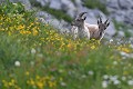 Jeune bouquetin et sa mère sur un flanc de montagne (Capra hircus ibex) Jeune bouquetin et sa mère 