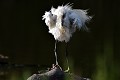 Aigrette garzette au plumage hirsute (Egretta garzetta). Aigrette garzette au plumage hirsute 