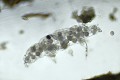 Après avoir mué, la femelle tardigrade pond dans son exuvie, et parfois les œufs se font dévorer par une colonie de Tetrahymena pyriformis. Bouillonnant de vie, ces ciliés se percutent sans cesse et sortent, lorsque leur repas est terminé, par les orifices naturels de l'exuvie, l'anus ou la bouche. Un véritable spectacle dans l'infiniment petit. Tetrahymena pyriformis dans exuvie 