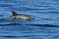 Dauphin commun en Bretagne (Delphinus delphis). Dauphin commun en Bretagne 