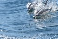 Dauphins communs surfant sur les vagues en Bretagne (Delphinus delphis). Delphinus delphis 