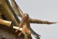 Faucon crécerelle mâle apportant une proie à sa femelle au nid. On note que systématiquement la mâchoire inférieure du micro-mammifère est arrachée avant l'offrande, facilitant probablement le déchiquetage par la femelle ou les petits. faucon crécerelle et sa proie 