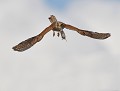 Faucon crécerelle femelle et sa proie Faucon crécerelle femelle et sa proie 