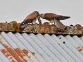 Échange de proie entre un faucon crécerelle mâle et sa femelle (Bretagne). Échange de proie entre faucons crécerelles 